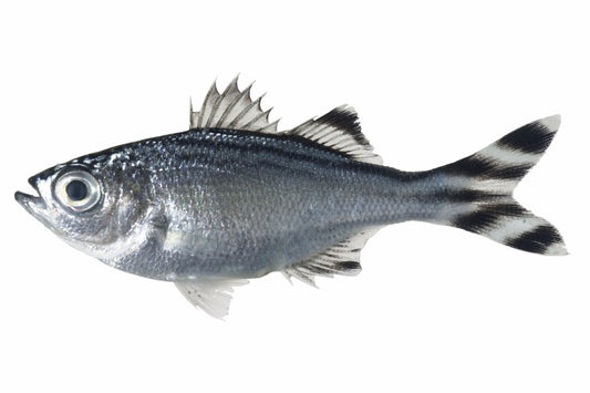 Flagtail, Barred
