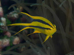 Chromis, Black and Gold