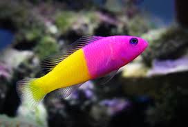 Dottyback, Bicolor