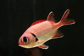 Squirrelfish, Big Eye