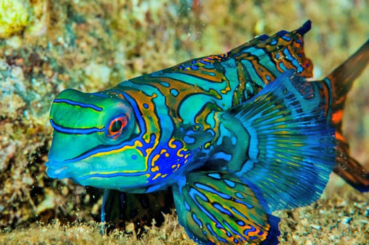 Dragonet, Blue Mandarin