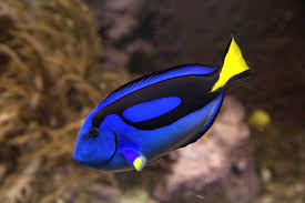 Tang, Blue Hippo