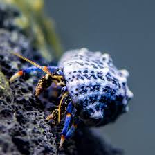 Crab,Blue-legged Hermit