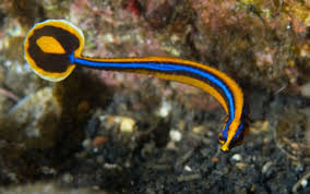 Pipefish, Blue Stripe