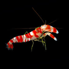 Shrimp, Candy Stripe Pistol