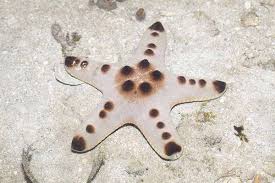 Starfish, Chocolate Chip