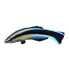 Wrasse, Cleaner