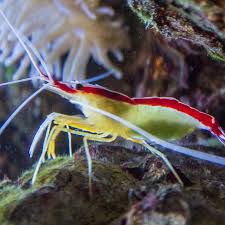 Shrimp, Cleaner