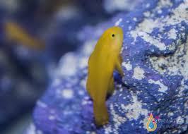 Goby, Clown