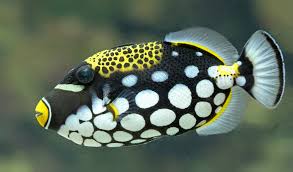 Triggerfish, Clown