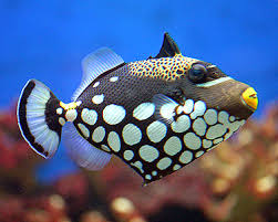 Triggerfish, Clown