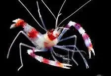 Shrimp, Coral Banded