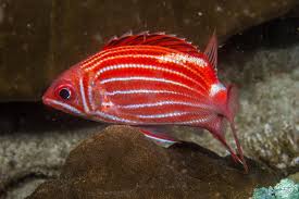 Squirrelfish, Crown