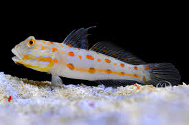 Goby, Diamond