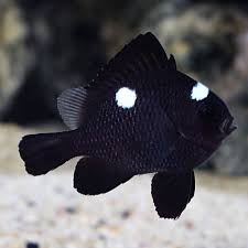 Damsel, Domino