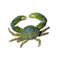 Crab, Emerald