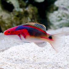 Wrasse, Exquisite Fairy