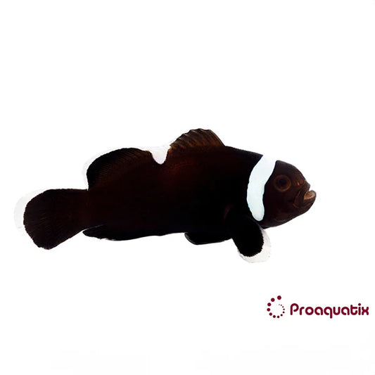 Clownfish, Extreme Misbar