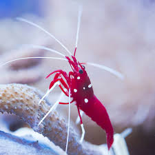 Shrimp, Fire
