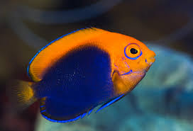 Angelfish, Flameback