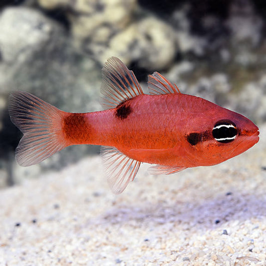 Cardinalfish, Flame