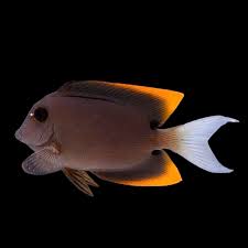 Tang, Flame Fin