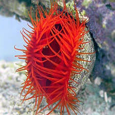 Scallop, Flame