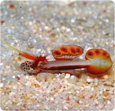 Goby, Flaming Prawn