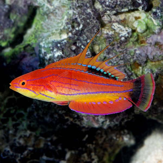 Wrasse, Carpenter Flasher