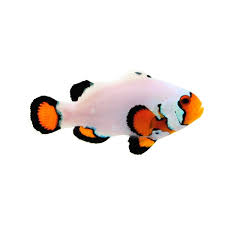 Clownfish, Flurry
