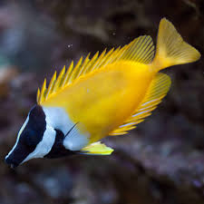 Rabbitfish, Foxface