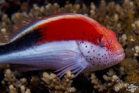 Hawkfish, Freckled