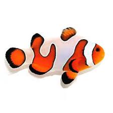 Clownfish, Gladiator Davinci