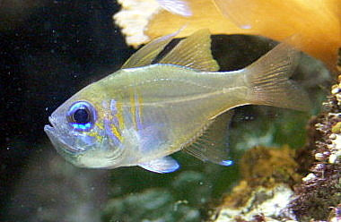 Cardinalfish, Glass (Threadfin)