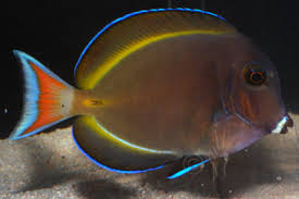Tang, Gold Rim