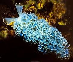Sea Slug, Green Frilly Lettuce