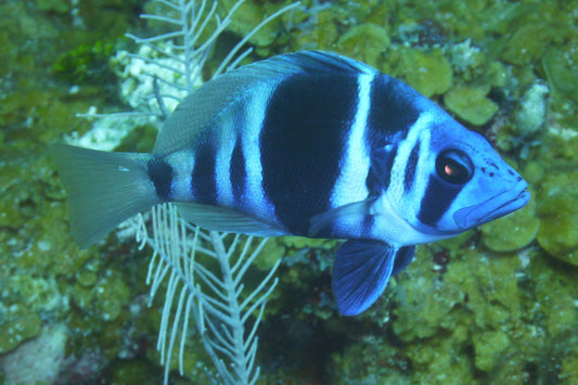 Hamlet, Indigo