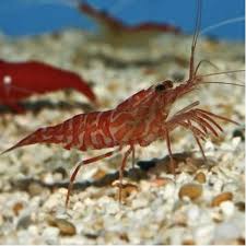 Shrimp, Kuekenthali Cleaner