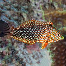 Wrasse, Leopard