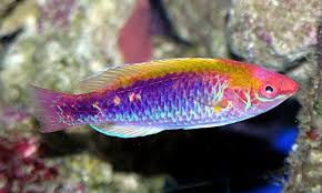 Wrasse, Lubbock Fairy (male)