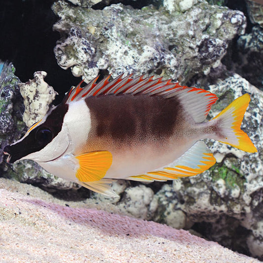 Rabbitfish, Magnificent Foxface