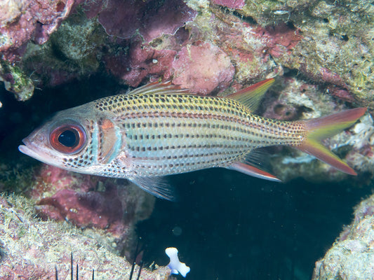 Squirrelfish, Metallic