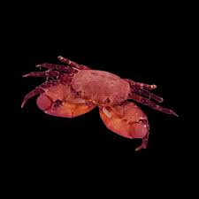 Crab, Ruby Red (Mithrax)