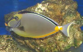 Tang, Nasso