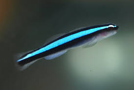 Goby, Neon