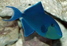 Triggerfish, Niger