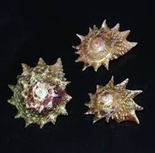 Snail, Ninja Star
