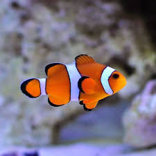 Clownfish, Ocellaris
