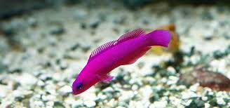 Dottyback, Orchid