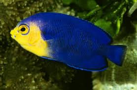 Angelfish, Pacific Pygmy